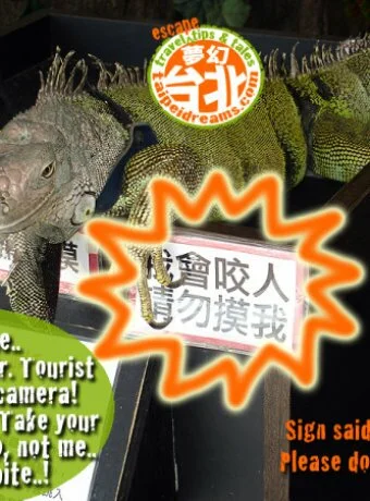 Iguana-Danshui-Taiwan-Funny-Photo