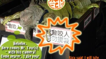 Iguana-Danshui-Taiwan-Funny-Photo