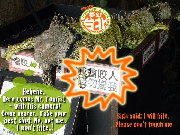 Iguana-Danshui-Taiwan-Funny-Photo